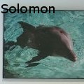 Nat Solomon -  - Photography